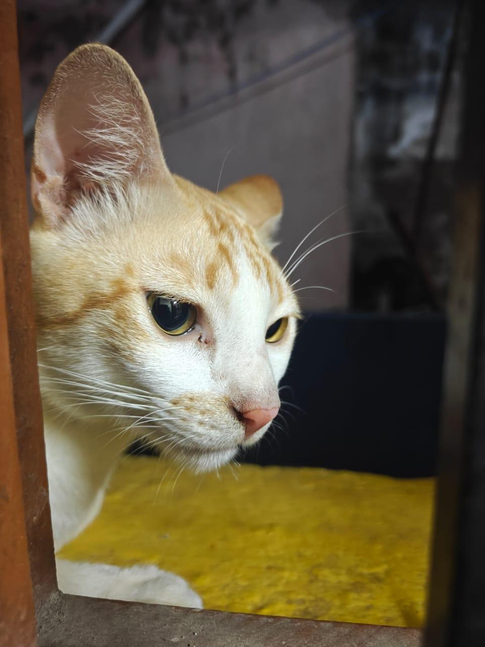 Hari